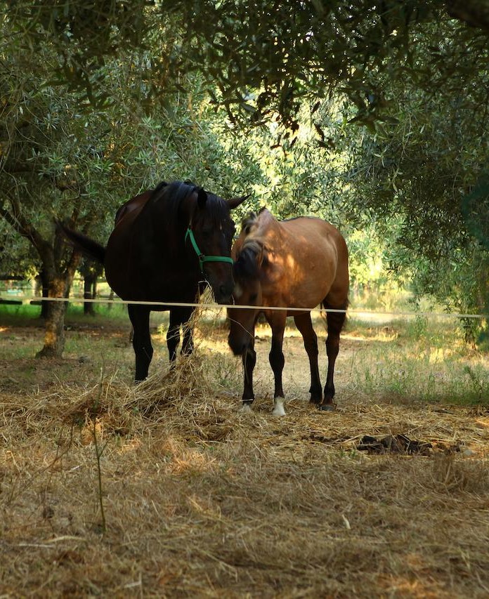 agriturismo il pozzo casal velino cilento